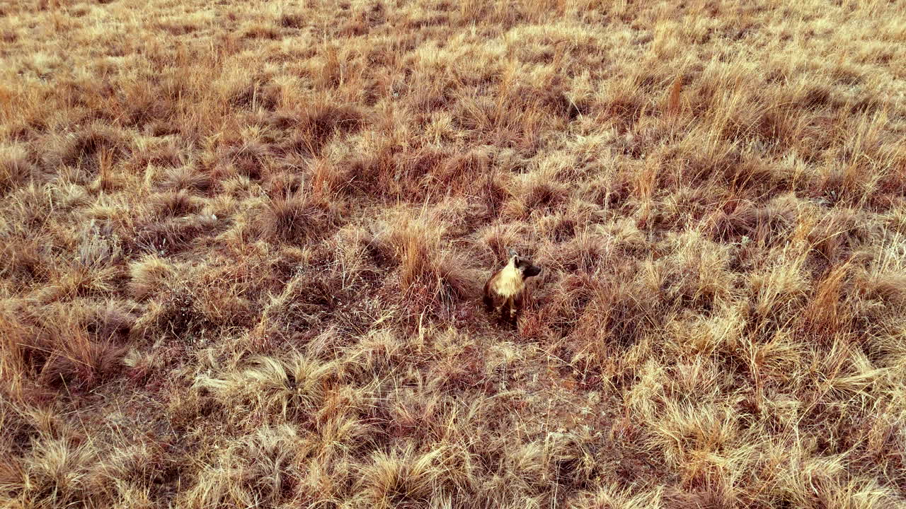 Curious and elusive brown hyena sit in open field looking around, top drone view