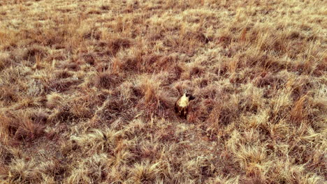 curious and elusive brown hyena sit in open field looking around, top drone view
