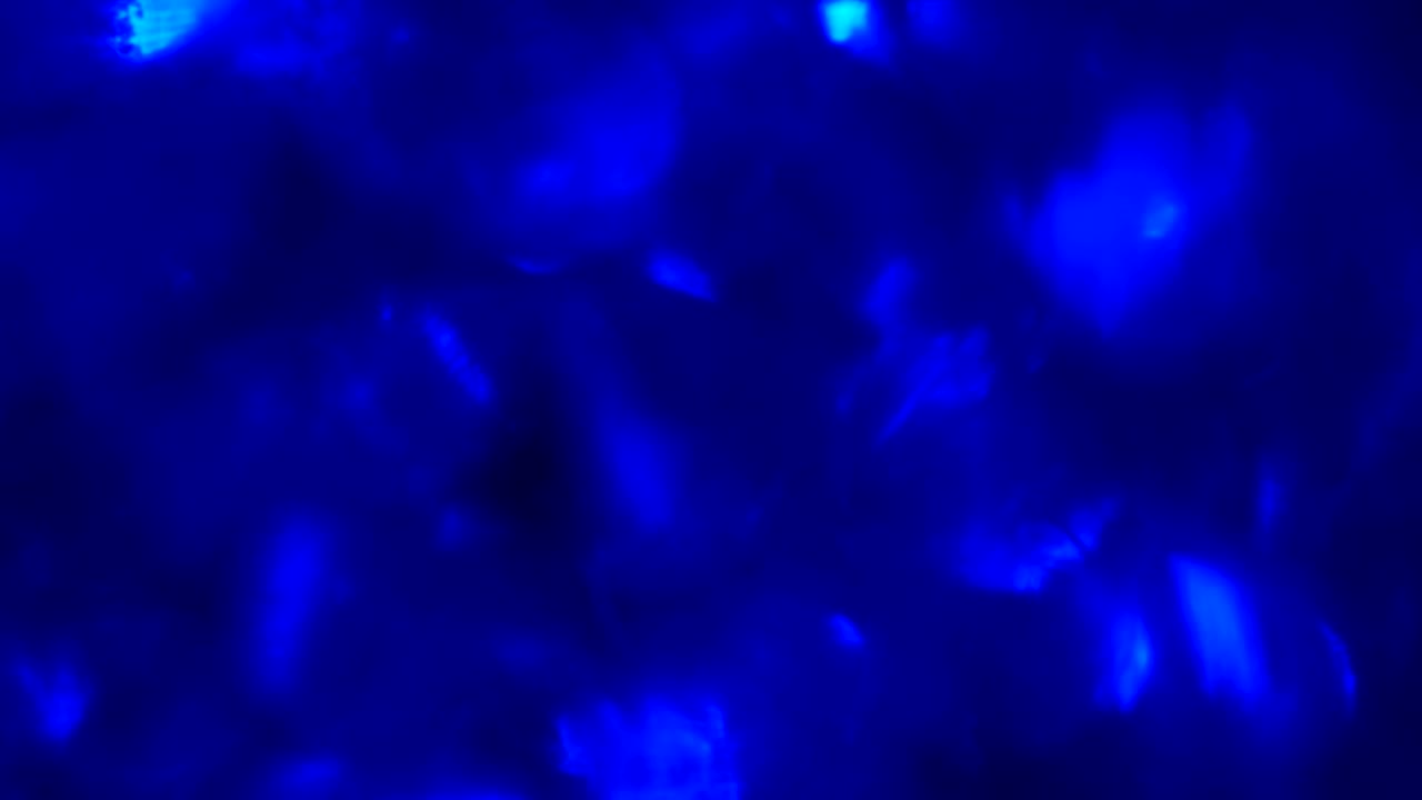 운동하는 다채로운 빛의 반점이 있는 추상적인 배경입니다.