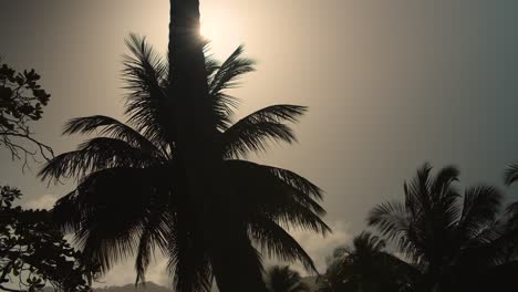 silueta de palmeras en la puesta de sol