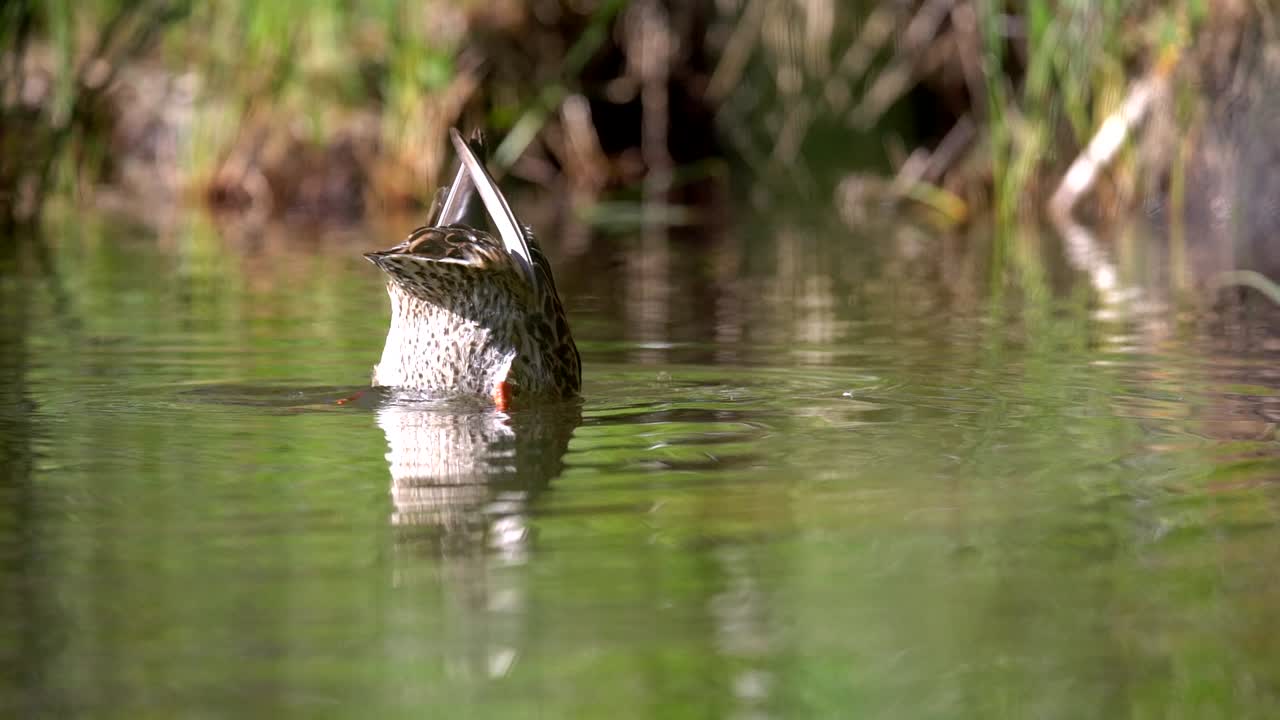 un pato real sumergiéndose en el agua a cámara lenta