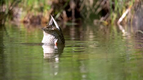 マガモがスローモーションで水に飛び込む