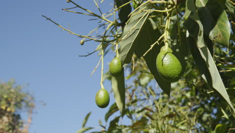 aguacates colgando de un árbol en una granja de aguacates en méxico