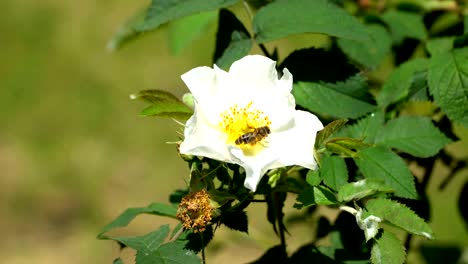 bee crawls among the stamens