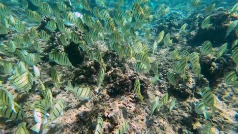 wide shot of convict tangs swimming and feeding on hawaiian coral reef