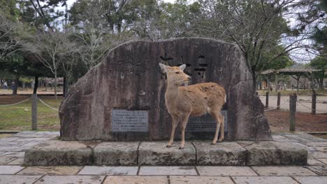 wide shot of a deer in nara standing next to a historical monument