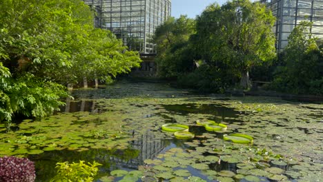 Beautiful-Japanese-lotus-flower-pond-at-Okinawa-Naha-prefecture-Tropical-Dream-Center-Japan-panning-shot-flowerpots-and-greenhouse