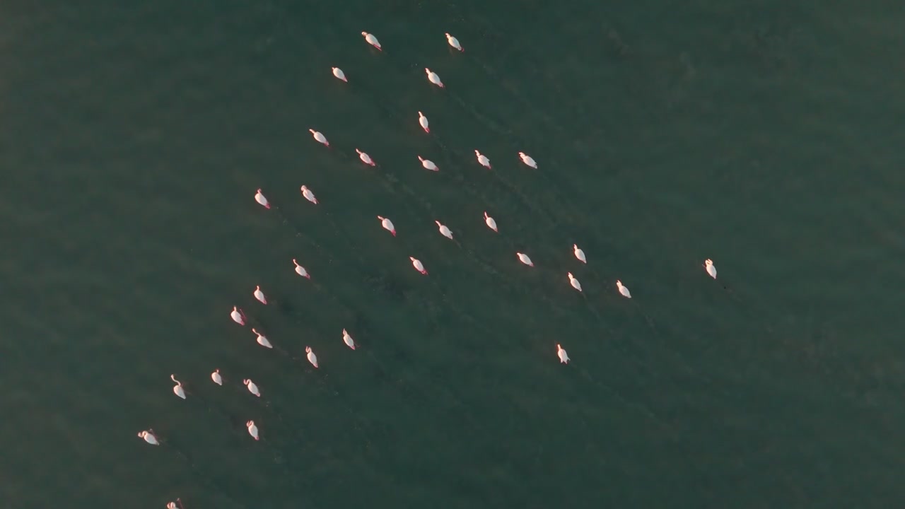 Vista aerea da drone di fenicotteri che scivolano in formazione diagonale su acqua verde turchese calma; luce dorata soffusa, scie increspate e inquadratura minimal pulita: filmato in stock naturalistico perfetto per filmati secondari sulla natura