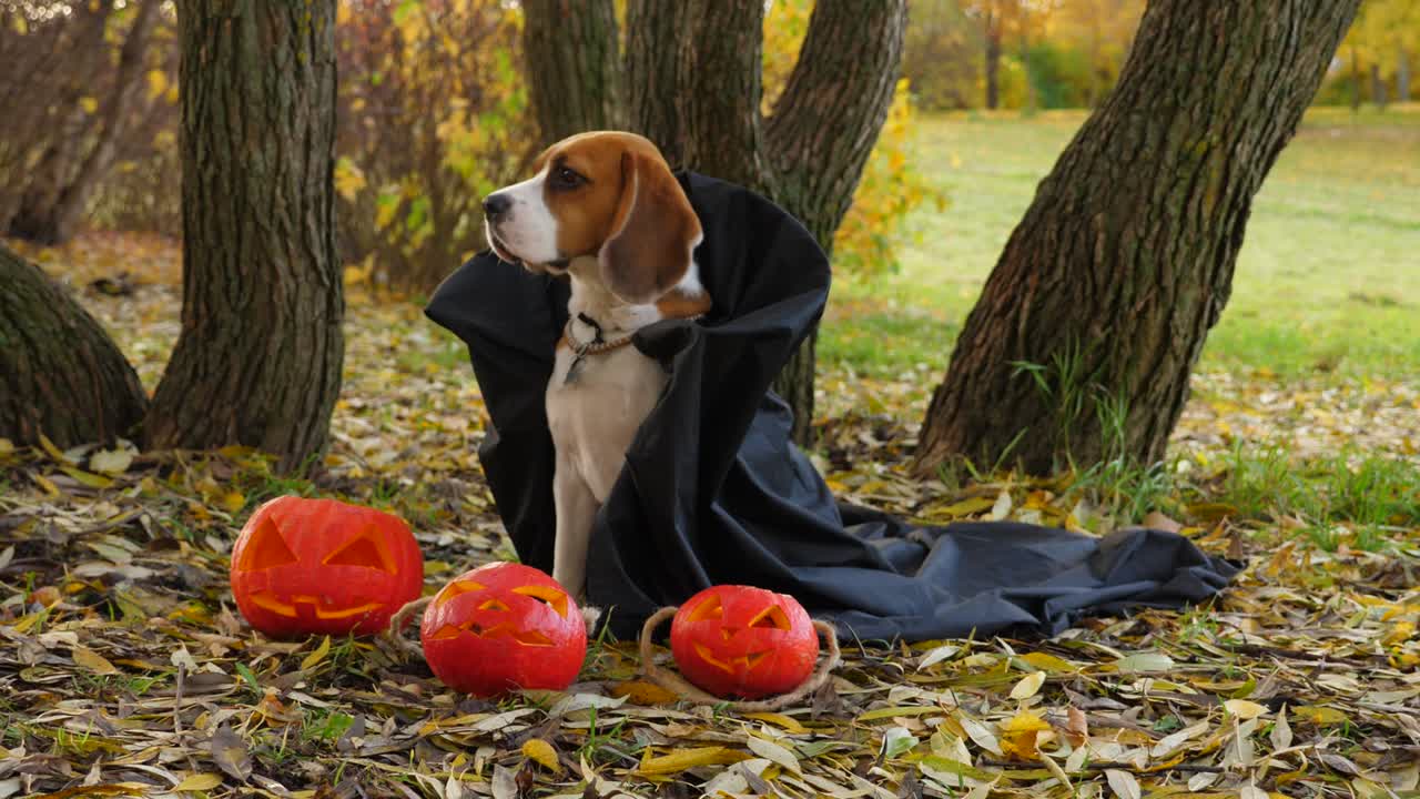 Cane che indossa un cappotto nero seduto davanti a piccole zucche di Halloween, gira la testa e guarda.