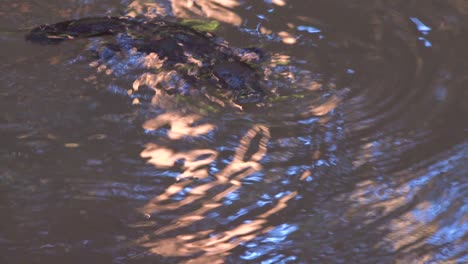 A-platypus-swims-and-dives-in-a-pond-in-Australia