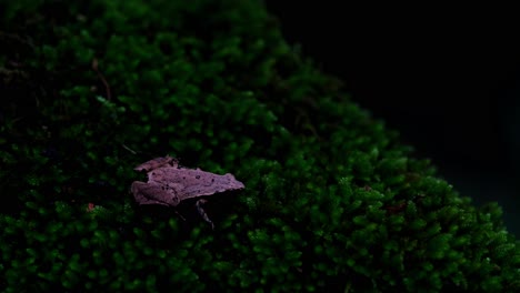 visto en la oscuridad del bosque en un parche de musgo como si no hubiera movimiento pero mira más de cerca y ve los detalles, rana de coro de lados oscuros o rana de arroz de taiwán microhyla heymonsi, tailandia