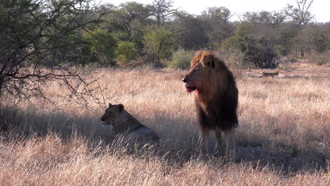 A-male-lion-with-blood-on-his-face-stands-over-a-female-as-a-jackal-slinks-by-in-the-background