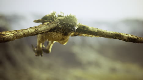 majestic bird soaring over rugged terrain during golden hour