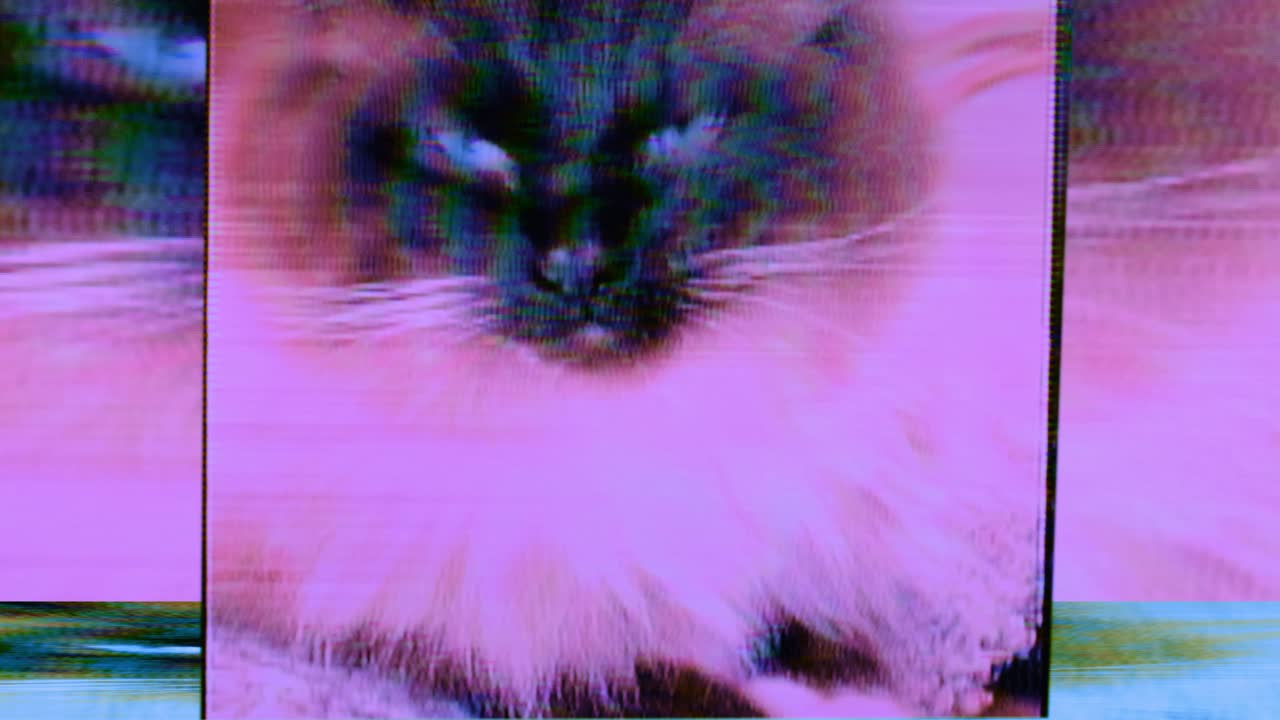 glitch textura de gato patrón de ruido ragdoll. animación