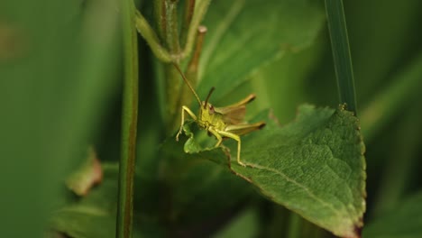 saltamontes en la hoja de una planta verde.