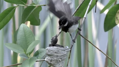 close up of female malaysian pied fantail feeding its hungry chick on tree nest