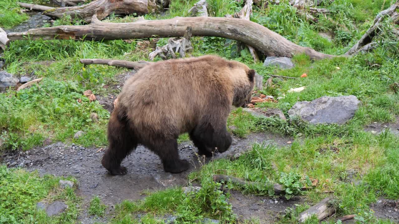 Orso bruno sulla riva del fiume, Alaska.