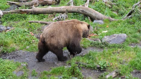 brown bear by the river bank, alaska