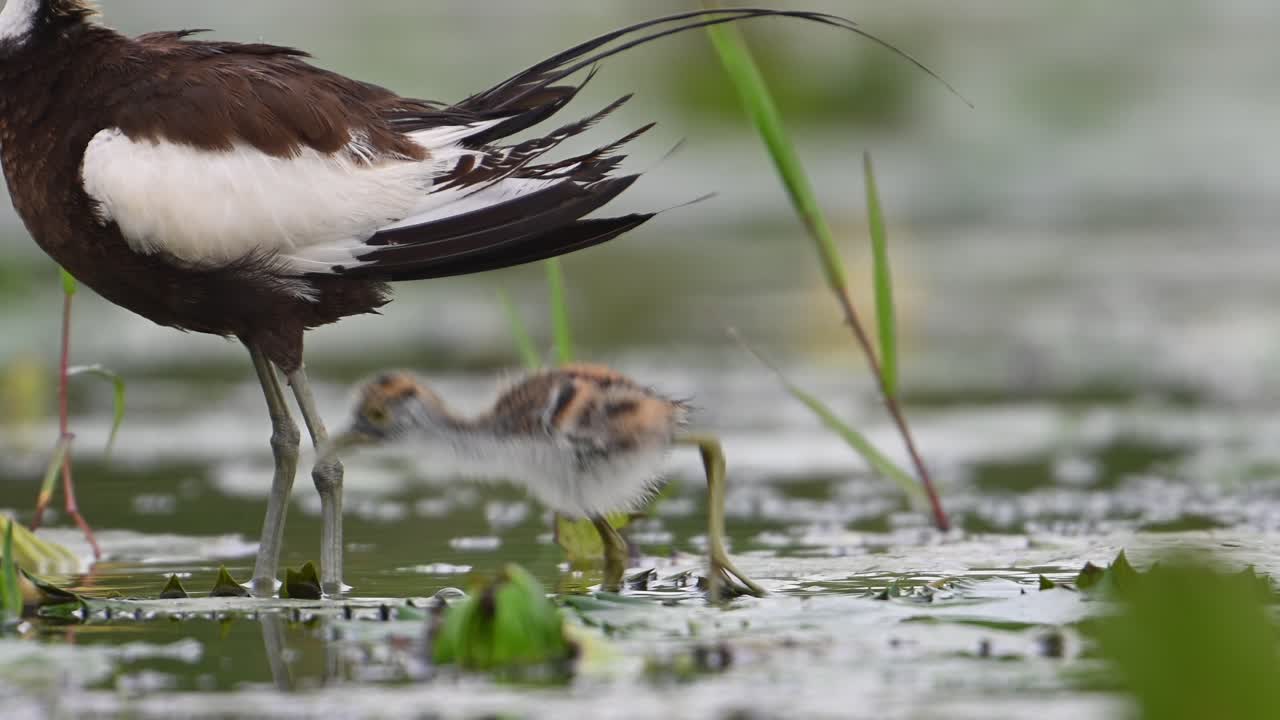 jacana de cola de faisán y pollito en un día lluvioso en el área de humedales