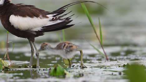 Jacana-De-Cola-De-Faisán-Y-Polluelo-En-Un-Día-Lluvioso-En-La-Zona-De-Humedales