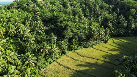 aerial view of rice terraces surrounded by various trees in baras catanduanes