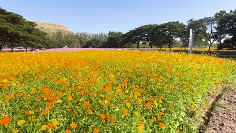 colorful flowers bloom under clear blue skies