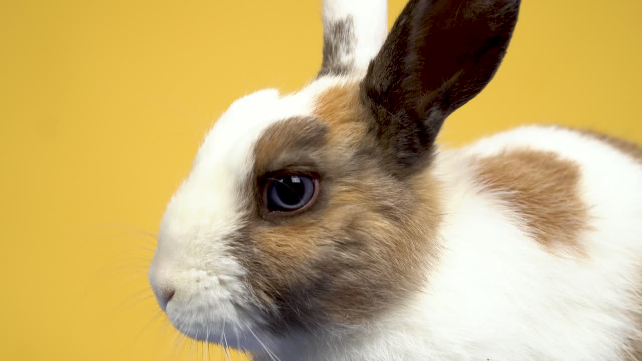 Close-up of the rabbit curiously looking at the camera and wiggling its nose on yellow background
