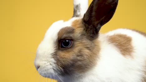 close-up of the rabbit curiously looking at the camera and wiggling its nose on yellow background