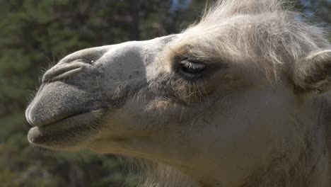 side portrait close up of long snouted domestic bactrian camel