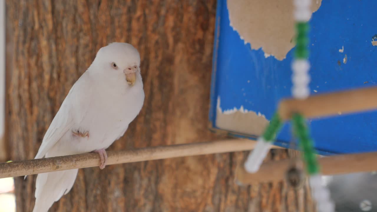 el periquito blanco en una jaula.