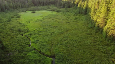 Aerial-View-Above-River-in-Algonquin-Park-Overshadowed-by-Tall-Pine-Trees-Cast-in-Early-Sunrise-Light,-Ontario,-Canada