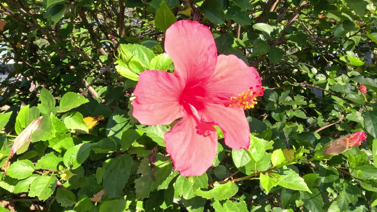 Un vivace fiore di ibisco che ondeggia dolcemente nella brezza