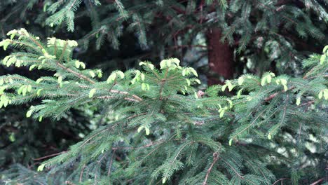 Ein-Baum-Mit-Grünen-Blättern-Und-Ein-Paar-Braunen-Flecken