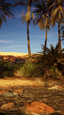 desert oasis with palm trees and sand dunes