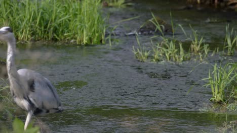 Graureiher,-Der-Mit-Grünen-Pflanzen-Am-Fluss-Spazieren-Geht