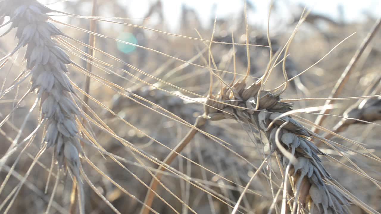 Wheat against the sun, macro. Wheat cones on a wind