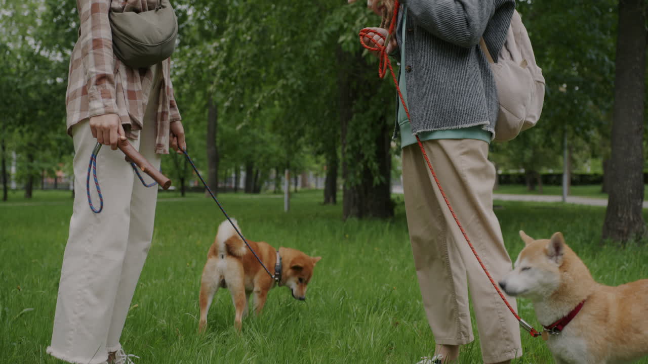 Two Women Walking Dogs in a Park