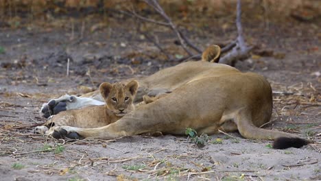 lindo y curioso cachorro de león yace cerca de la mamá leona descansando y un hermano