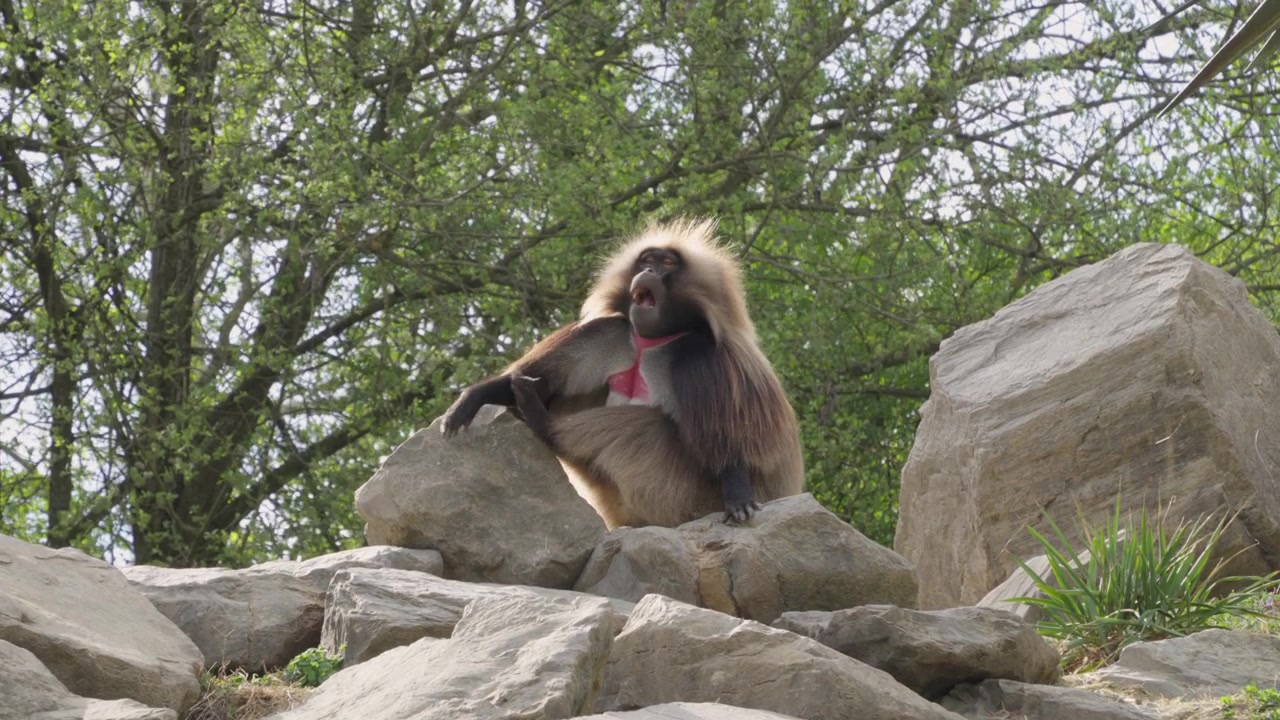 Scimmia Gelada pelosa seduta su una roccia e che si guarda intorno allo Zoo di Zurigo