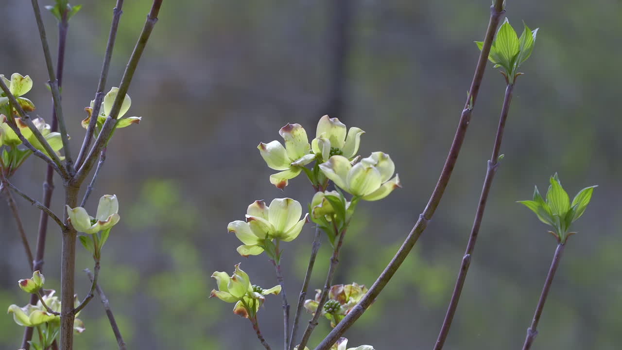 Grener av et blomstrende kornelltre som begynner å blomstre, tidlig om våren.