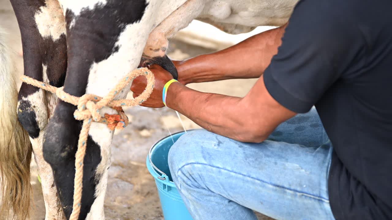 uomo che munge manualmente una mucca bianca e nera-1