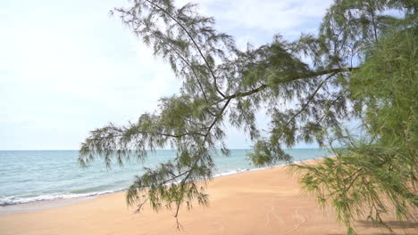 slow motion view of soft green leaves on thin branches of tree beside wide and empty sandy beach with turquoise water lapping at the shore