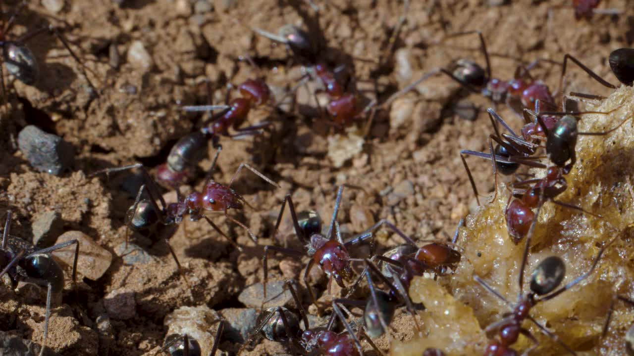 Macro close-up of ants working together to gather food on dry, rocky ground in sunlight