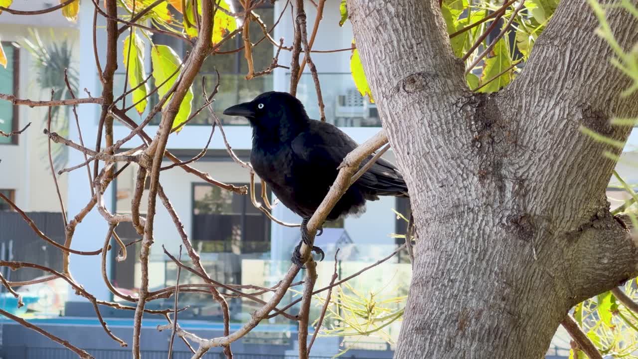 Australian crow sits alert on tree branch, bright daylight, urban background, minimal camera movement