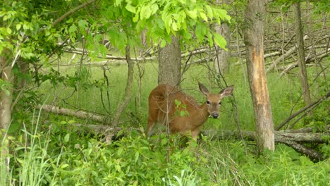 Cute-little-deer-standing-in-between-trees-eating-green-grass-and-leaves-from-the-ground,-bending-down-to-fill-it´s-mouth-with-food-before-looking-up-towards-the-camera