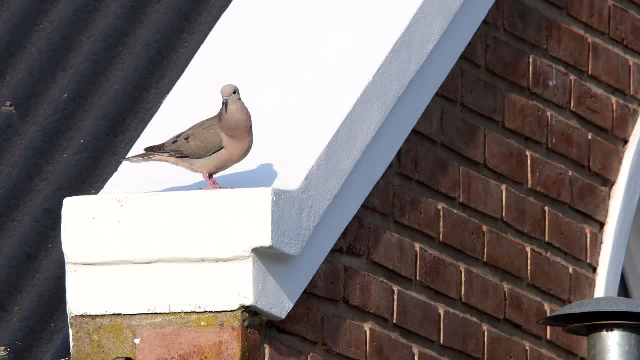 비둘기가 하얀 표면에 있는 집 위에 앉아 있다