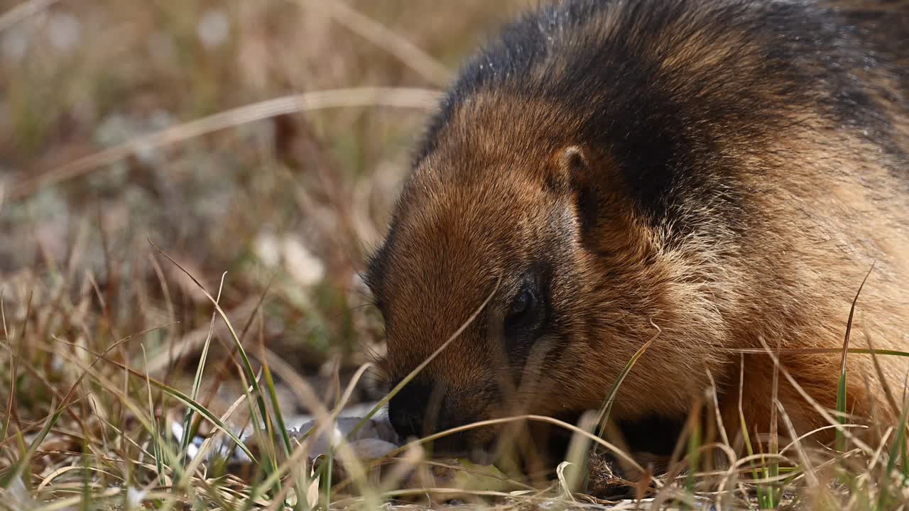 La marmotta dalla coda lunga o marmotta dorata in cerca di cibo.