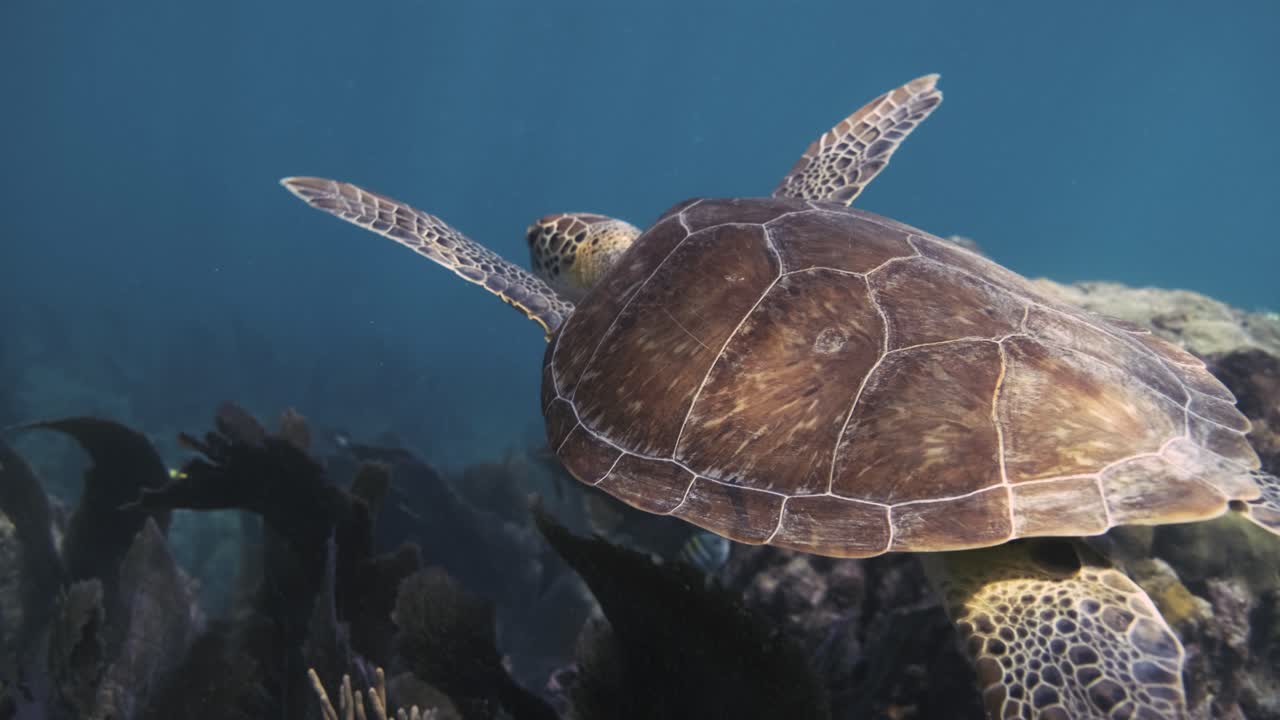 푸른 바다의 산호초를 헤엄치는 바다거북