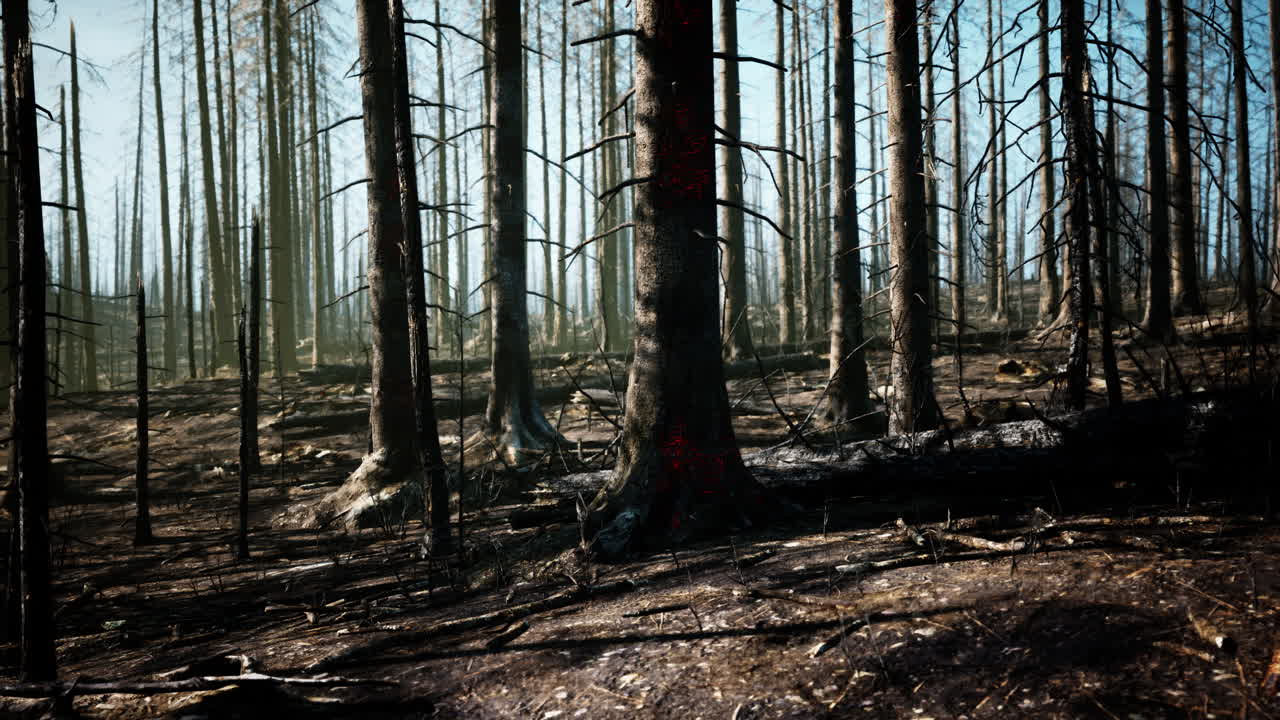 En ødelagt skov efter en brand