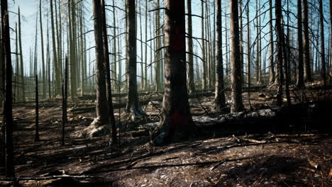 a devastated forest after a fire